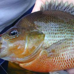 Redbreast Sunfish