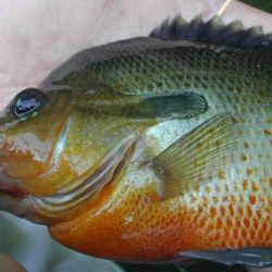 Redbreast Sunfish