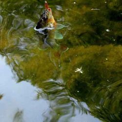 Redbreast Sunfish