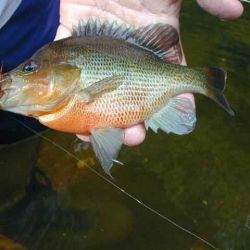 Redbreast Sunfish