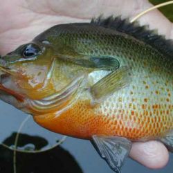 Redbreast Sunfish