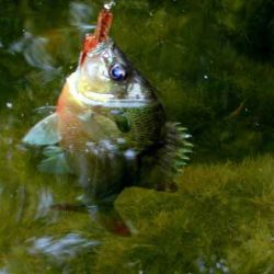 Redbreast Sunfish