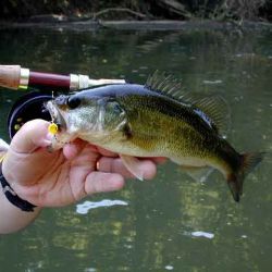 Nice Bass