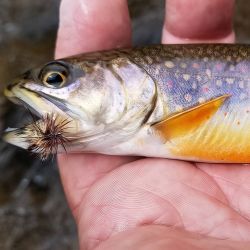 Fly Fishing Wilson Creek