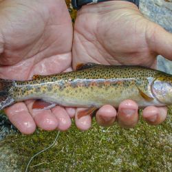 Wild Rainbow Wilson Creek