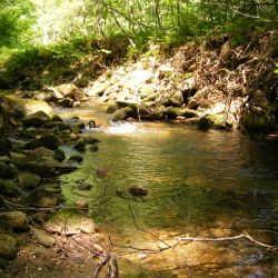 Upper Wilson Creek