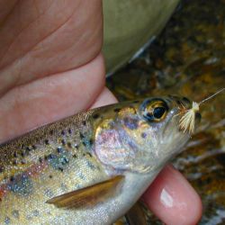 Dry Fly Catch