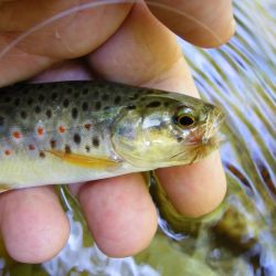 Dry Fly Catch