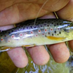 Brown Trout