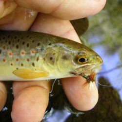 Brown Trout