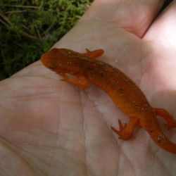 Eastern Newt