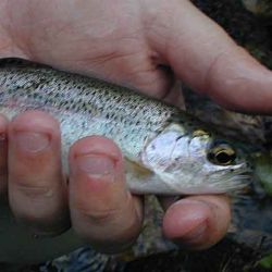 Wild Rainbow