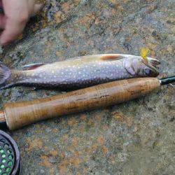 Brookie Yellowstone Prong