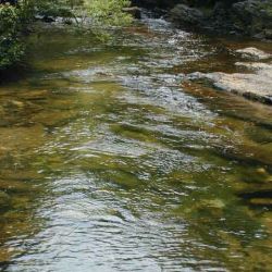 Yellowstone Prong Stream