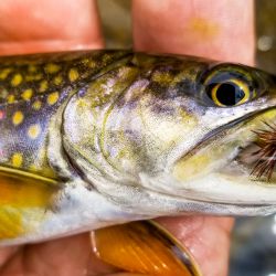 Brook Trout Yellowstone Prong