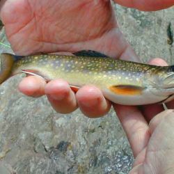 Brook Trout Upper Falls