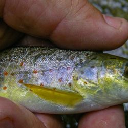 Fly Fishing Appalachia