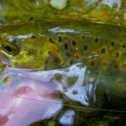 Fly Fishing Appalachia