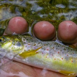 Fly Fishing Appalachia