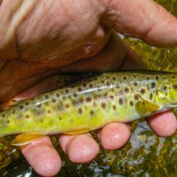 Fly Fishing Appalachia