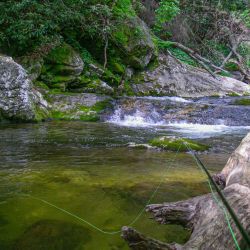 Fly Fishing Appalachia