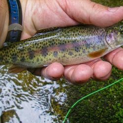 Fly Fishing Appalachia