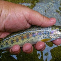 Fly Fishing Appalachia