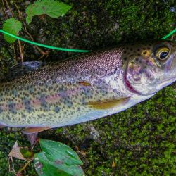 Fly Fishing Appalachia