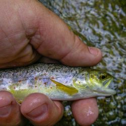 Fly Fishing Appalachia