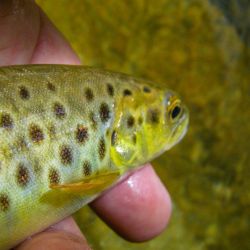 Fly Fishing Appalachia