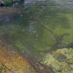 Fly Fishing Appalachia