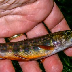 GSMNP Brook Trout