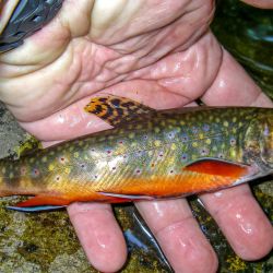 GSMNP Brook Trout