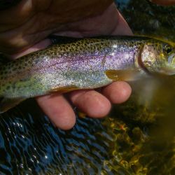 GSMNP Rainbow Trout