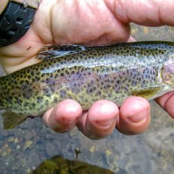 GSMNP Rainbow Trout