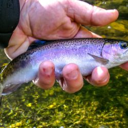 GSMNP Rainbow Trout
