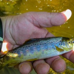 GSMNP Brown Trout