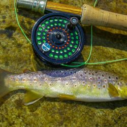 GSMNP Brown Trout