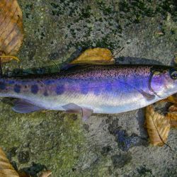 GSMNP Rainbow Trout