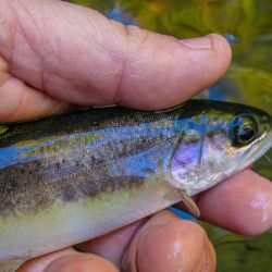 Rainbow Trout Noland Creek