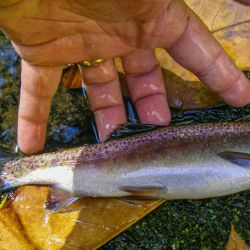 Noland Creek Rainbow Trout