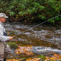 Fly Fishing Noland Creek