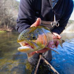 Big Rainbow Trout