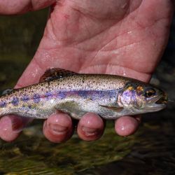 Cataloochee Rainbow Trout