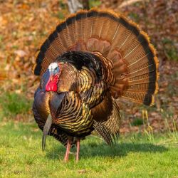 Spring Turkey Strutting