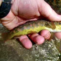 Cataloochee North Carolina Brown Trout