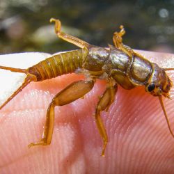 Cataloochee Stonefly