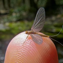 Cataloochee Mayfly