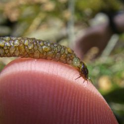 Cataloochee Caddis Nymph