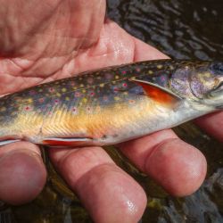 Cataloochee NC BrookTrout